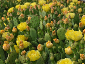 Vivers Càrex - Opuntia humifusa